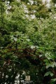 Arche de jardin LENA