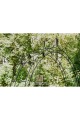 Arche de jardin PREMIUM HANNAH