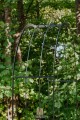 Arche de jardin EMMA