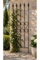 Support pour plantes grimpantes Rose