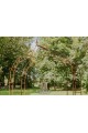 Arche de jardin Emilly