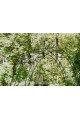 Arche de jardin HANNAH