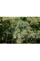 Arche de jardin HANNAH