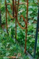 Arche de jardin BIANCA