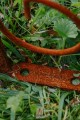 Arche de jardin NINA