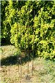 Trellis SIMPLE