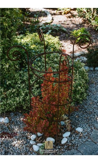 Trellis DANIEL