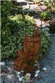 Trellis DANIEL