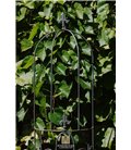 Trellis FLORIAN