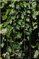 Trellis FLORIAN