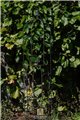 Trellis FLORIAN