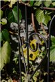 Trellis FLORIAN