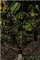 Trellis FLORIAN