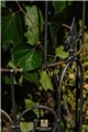 Trellis FLORIAN