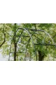 Arche de jardin CLARA