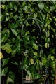 Trellis FLORIAN