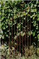 Trellis KARL