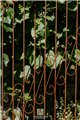 Trellis KARL