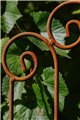 Trellis KARL
