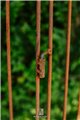 Trellis ABEL
