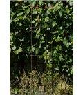 Trellis LUCAS