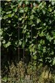 Trellis LUCAS