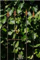 Trellis LUCAS