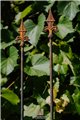 Trellis LUCAS