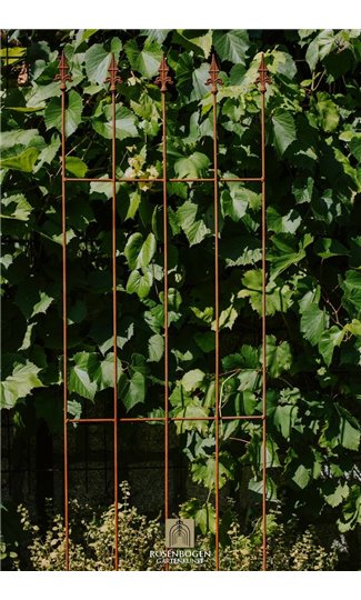 Trellis NIKLAS