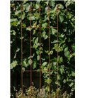 Trellis NIKLAS
