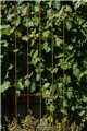 Trellis NIKLAS