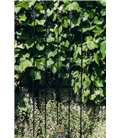 Support pour plantes grimpantes ROSE