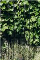 Support pour plantes grimpantes Rose
