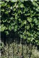 Support pour plantes grimpantes Rose