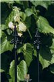 Support pour plantes grimpantes Rose