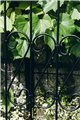 Support pour plantes grimpantes Rose