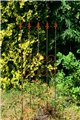 Support pour plantes grimpantes Rose