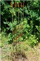 Support pour plantes grimpantes Rose