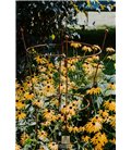 Support pour plantes grimpantes OVALE