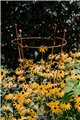 Support pour plantes grimpantes OVAL