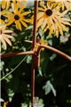 Support pour plantes grimpantes OVAL