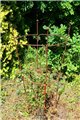 Support pour plantes grimpantes OVAL
