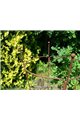 Support pour plantes grimpantes OVAL