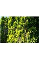 Support pour plantes grimpantes OVAL