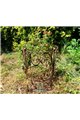 Support pour plantes grimpantes RING