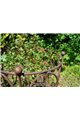 Support pour plantes grimpantes RING