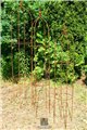 Trellis TRIMARCO 3 Set