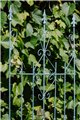 Support pour plantes grimpantes ANN