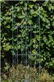 Support pour plantes grimpantes ANN