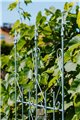 Support pour plantes grimpantes ANN